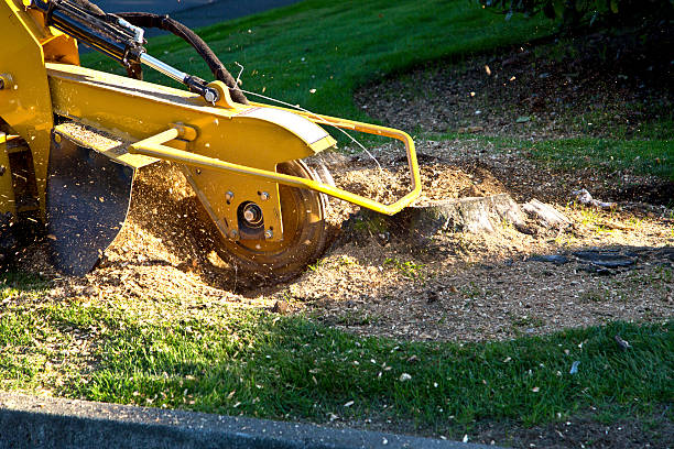 The Steps Involved in Our Tree Care Process in Westwood, CA